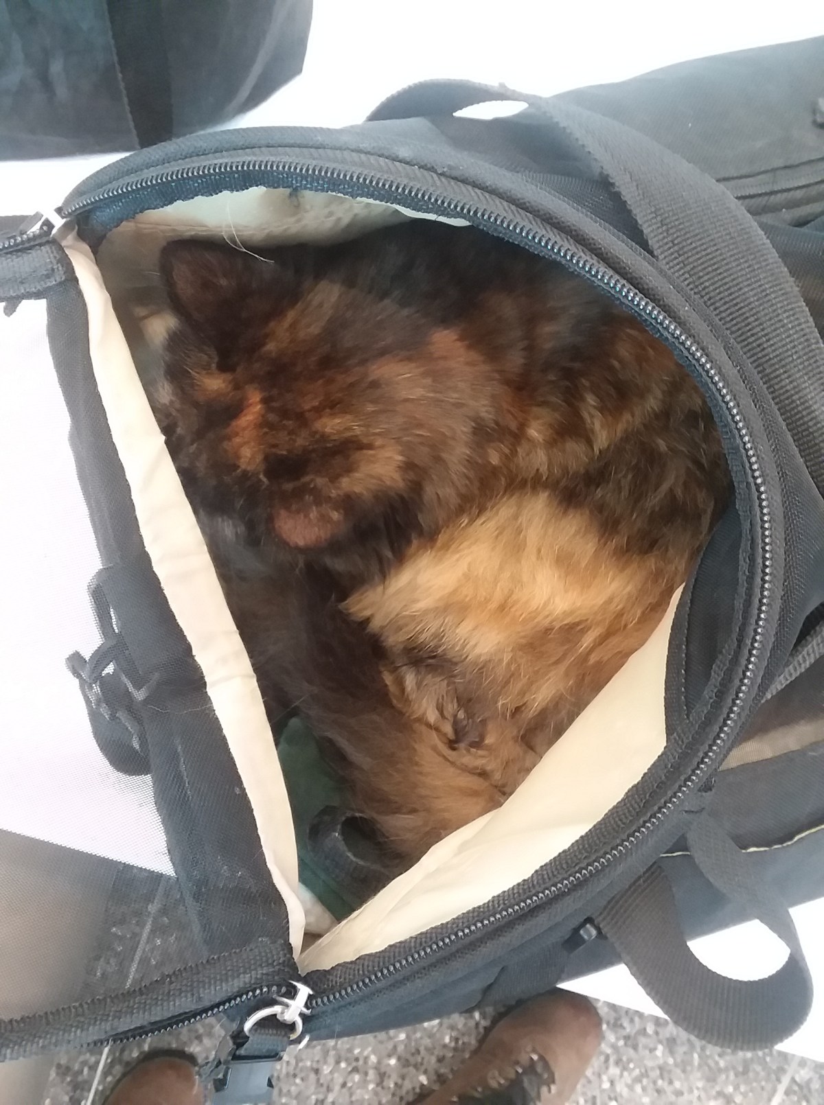 Ten Things I’ve Learned from Flying with&nbsp;Cats